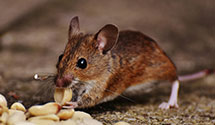 24 Hour & Emergency Exterminators in Bosque Farms, NM
